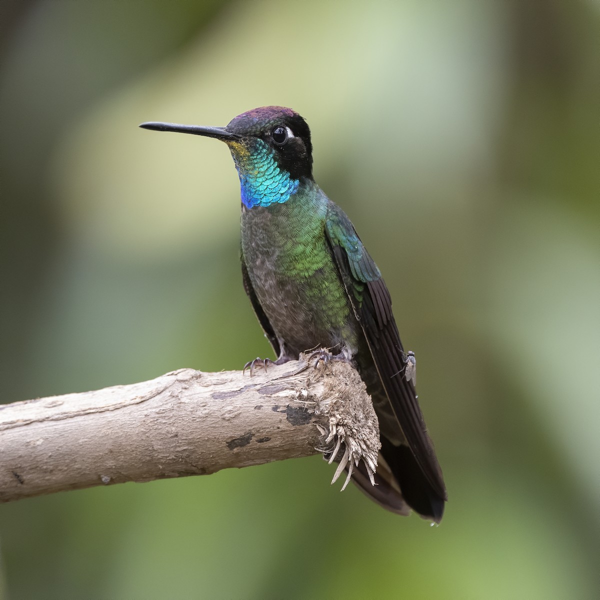 Talamanca Hummingbird - ML213452051