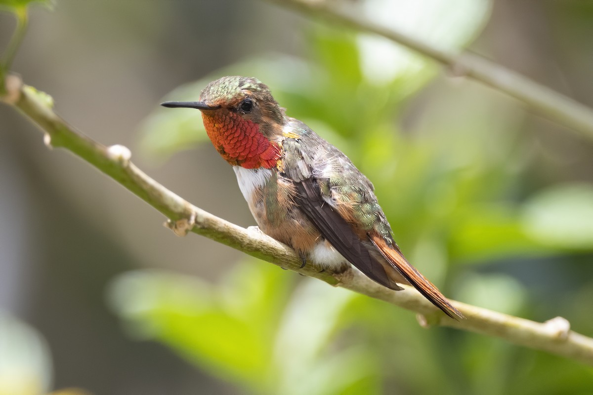 Scintillant Hummingbird - ML213452141
