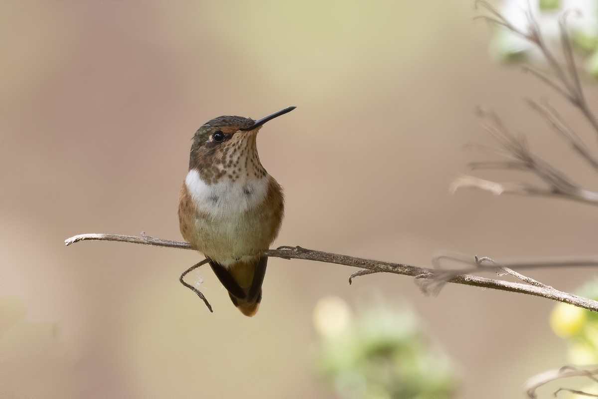 Scintillant Hummingbird - ML213452231
