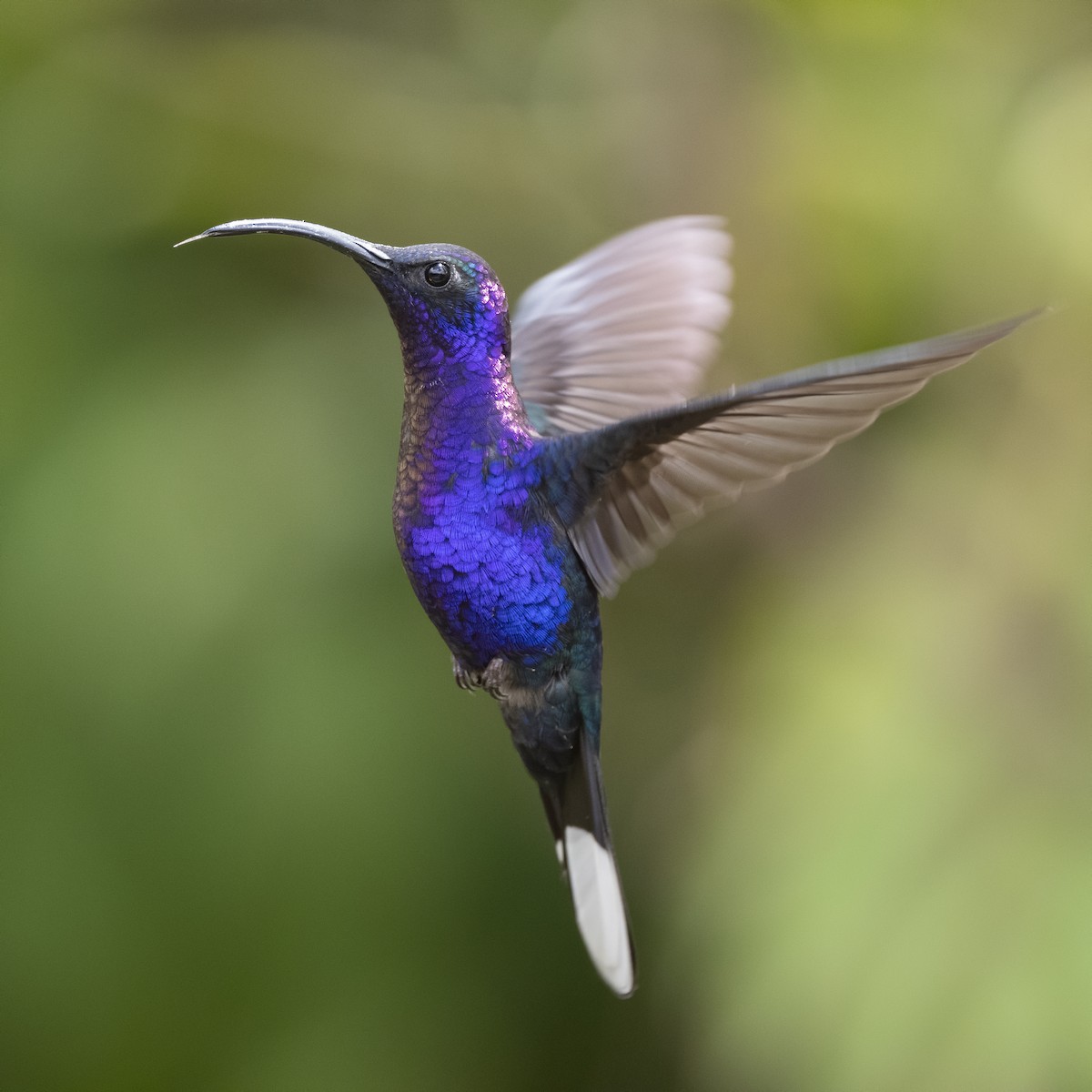 kolibřík fialkový - ML213452271