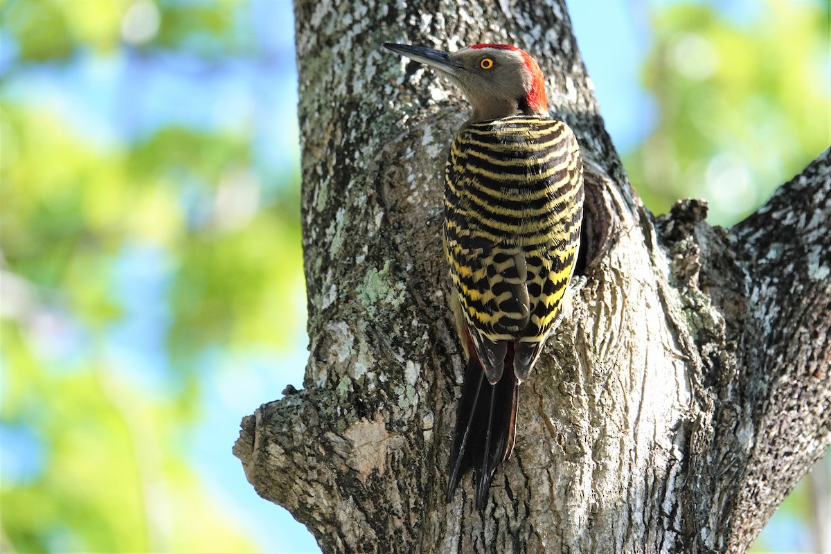 Hispaniolan Woodpecker - ML213455401
