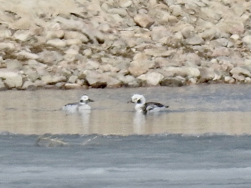 Long-tailed Duck - ML213457291