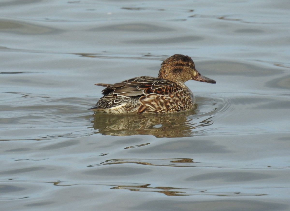Green-winged Teal - ML213457411