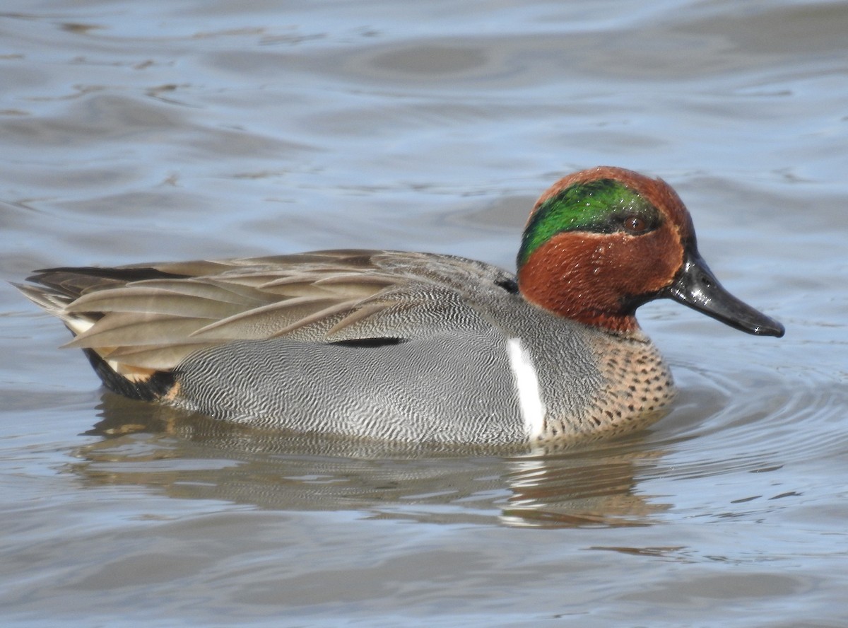 Green-winged Teal - ML213457421