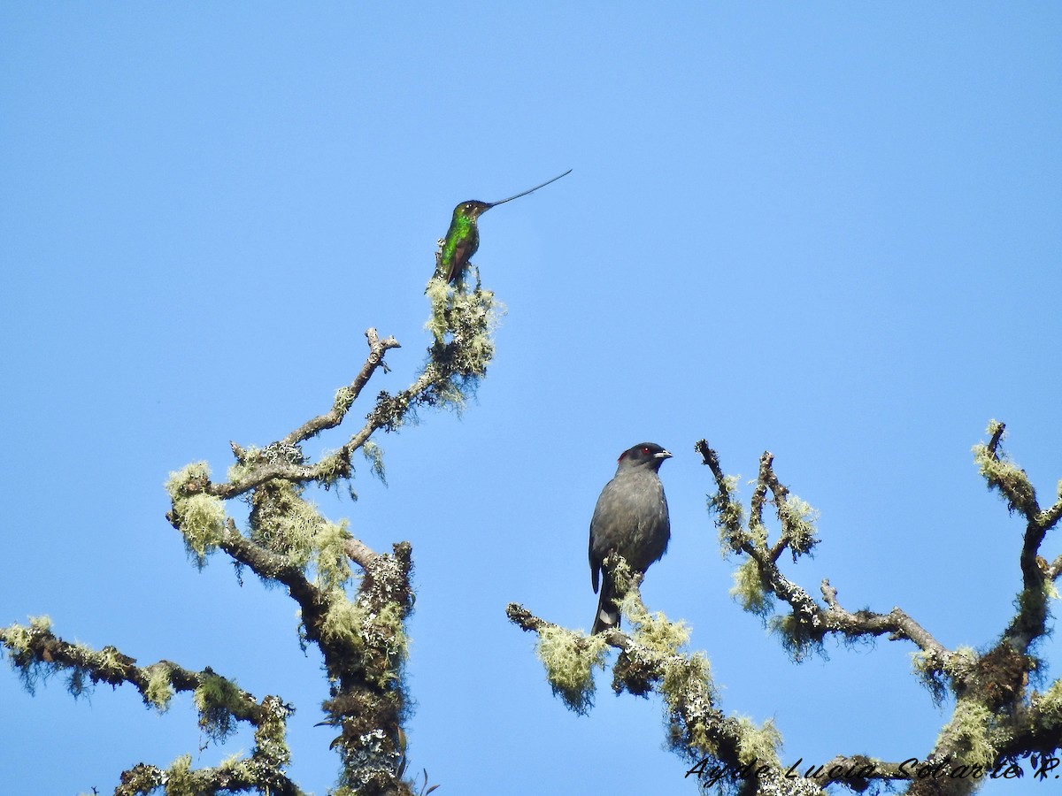 Sword-billed Hummingbird - Ayde Solarte