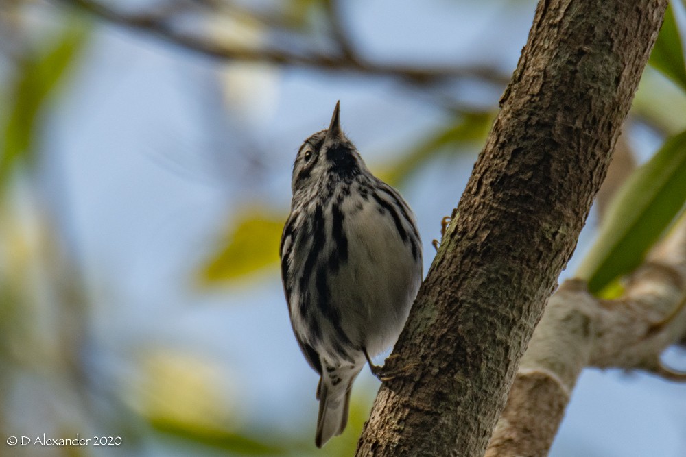 Black-and-white Warbler - ML213458801