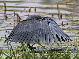  - Black Heron