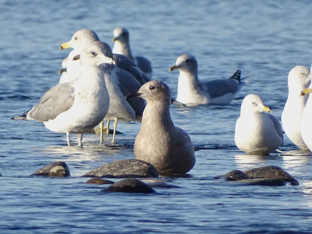 Iceland Gull (Thayer's) - Terry  Gray