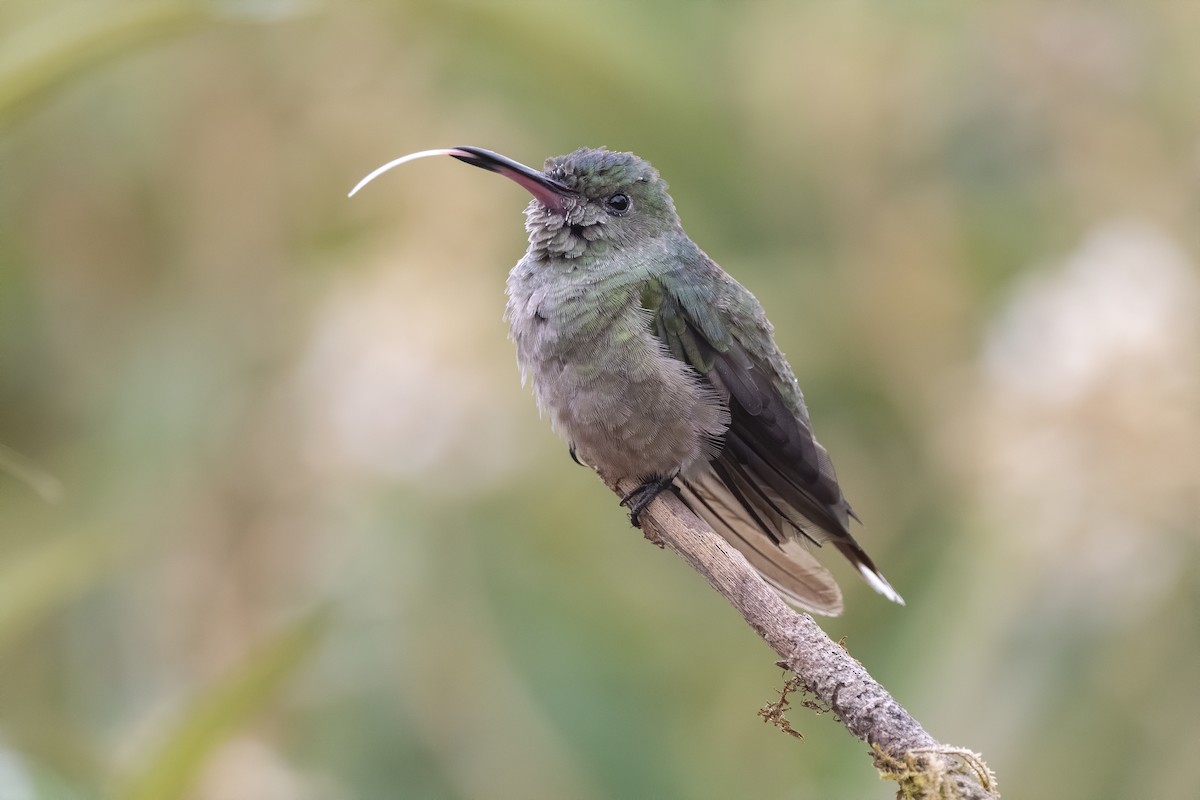 Scaly-breasted Hummingbird - ML213462261