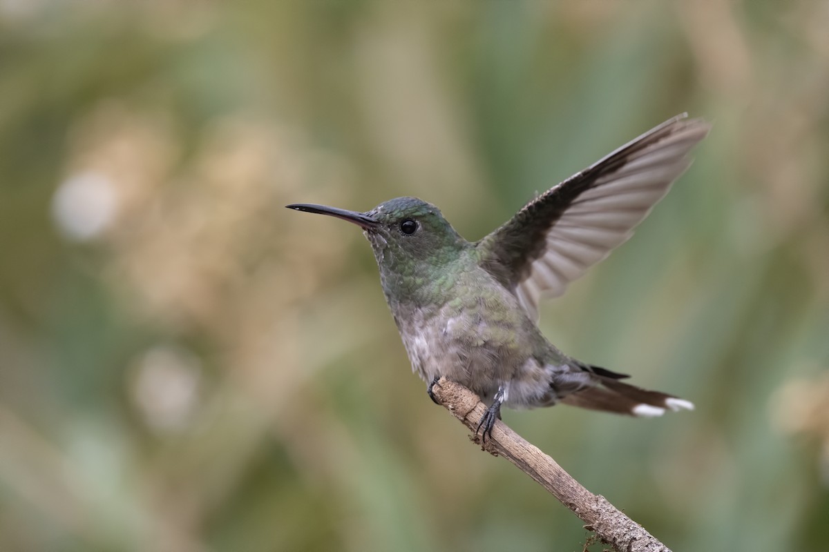 Scaly-breasted Hummingbird - Peter Hawrylyshyn