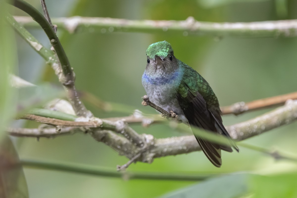 Charming Hummingbird - Peter Hawrylyshyn