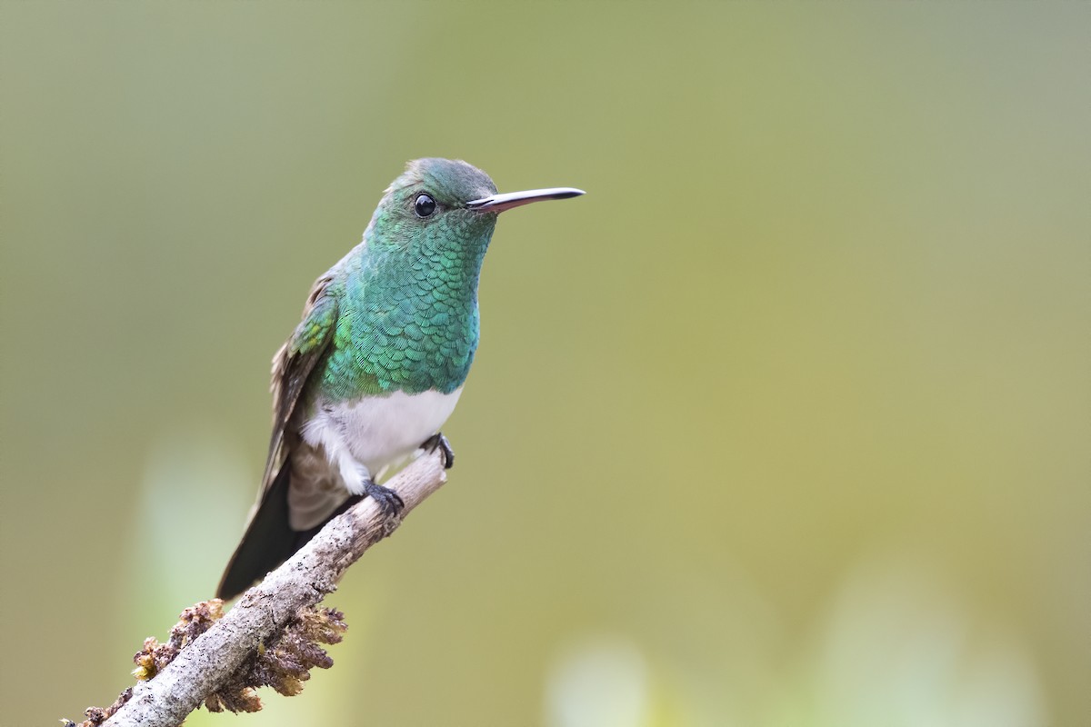 Snowy-bellied Hummingbird - Peter Hawrylyshyn