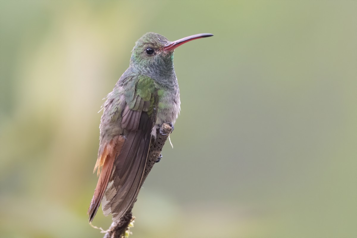Rufous-tailed Hummingbird - Peter Hawrylyshyn