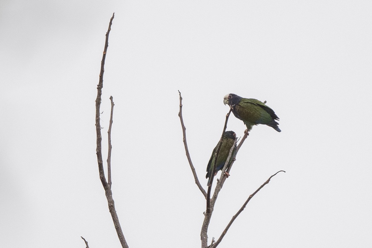 White-crowned Parrot - Peter Hawrylyshyn