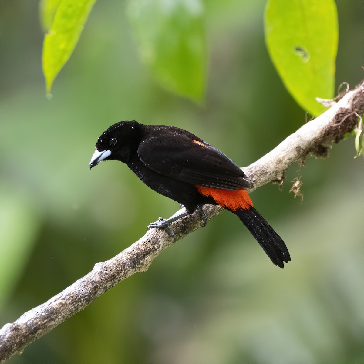 Scarlet-rumped Tanager - ML213463031