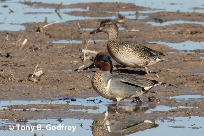 Green-winged Teal - ML213469961