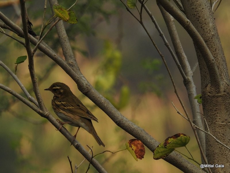 Olive-backed Pipit - ML21347101