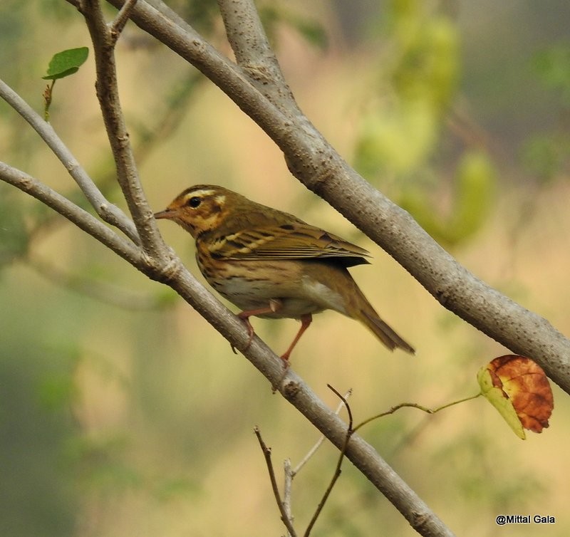 Olive-backed Pipit - ML21347111