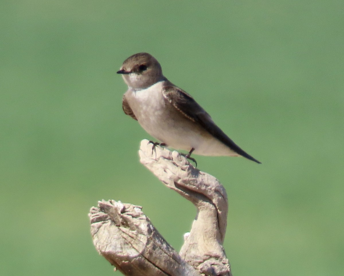 Northern Rough-winged Swallow - ML213478841