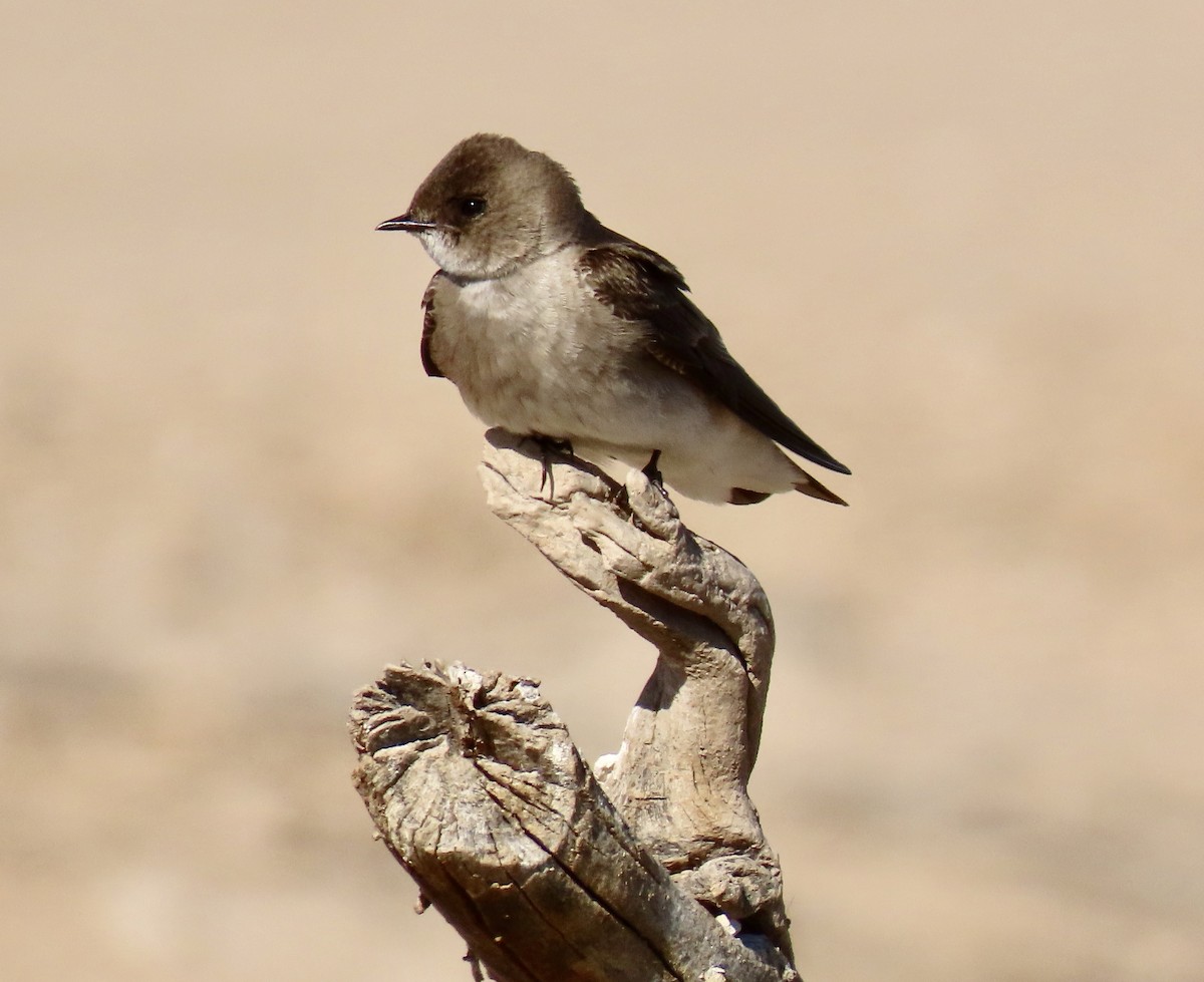 Northern Rough-winged Swallow - ML213478951