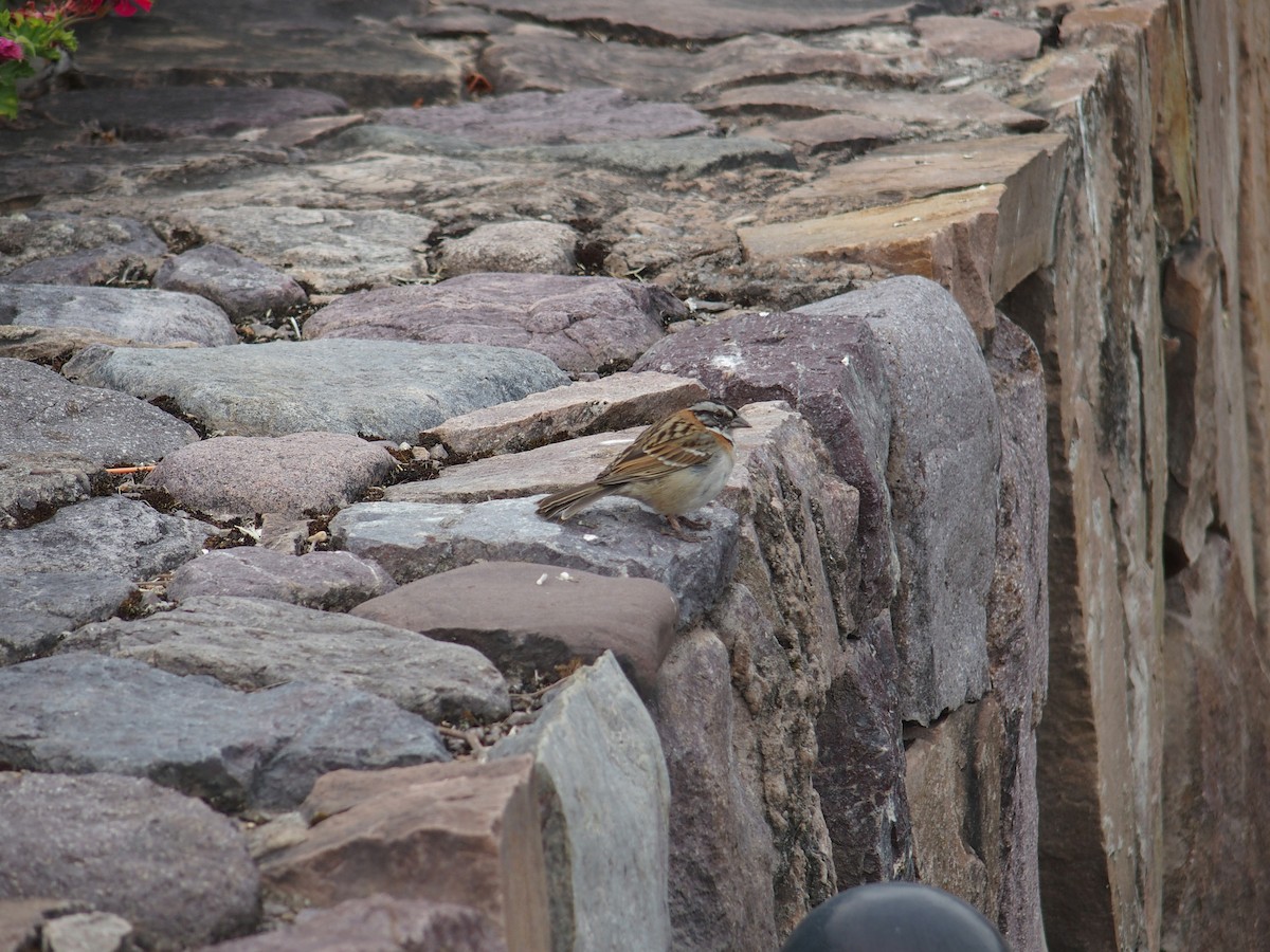 Rufous-collared Sparrow - ML213479401