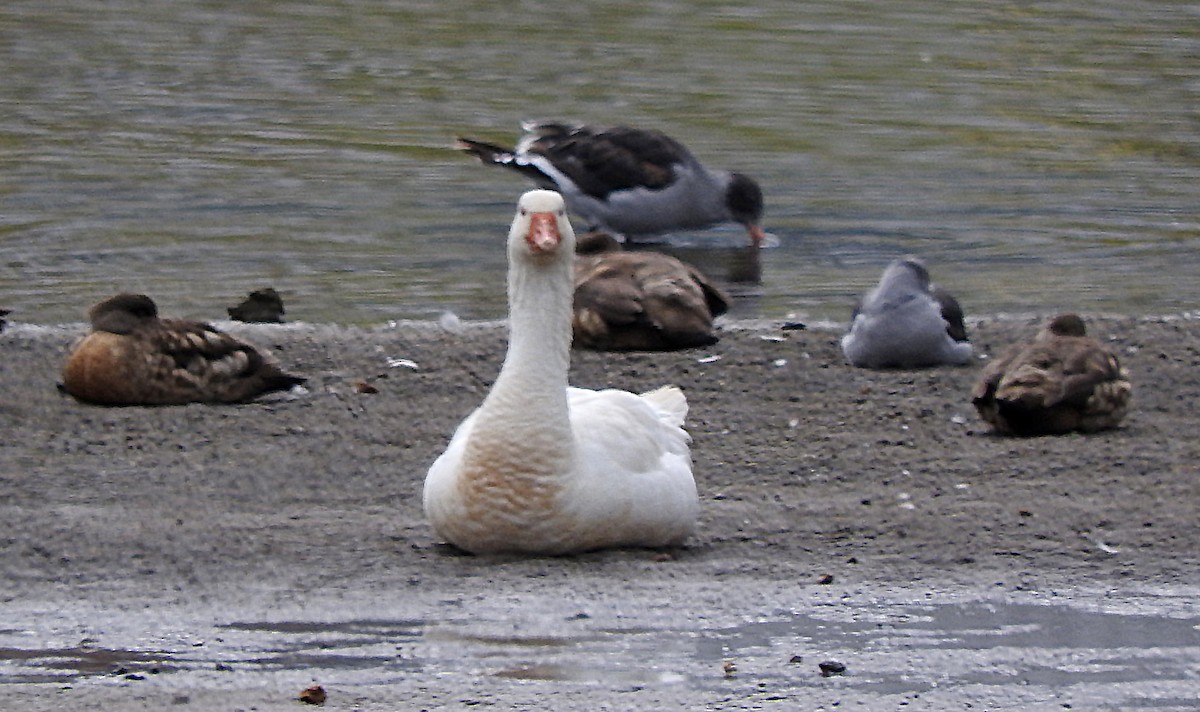 Domestic goose sp. (Domestic type) - ML213479841