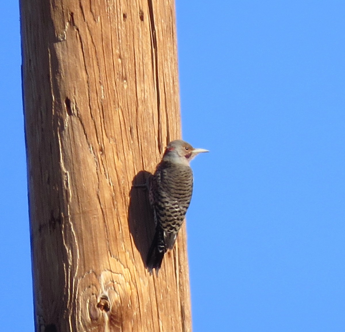 Northern Flicker (Yellow-shafted x Red-shafted) - Dave Bengston