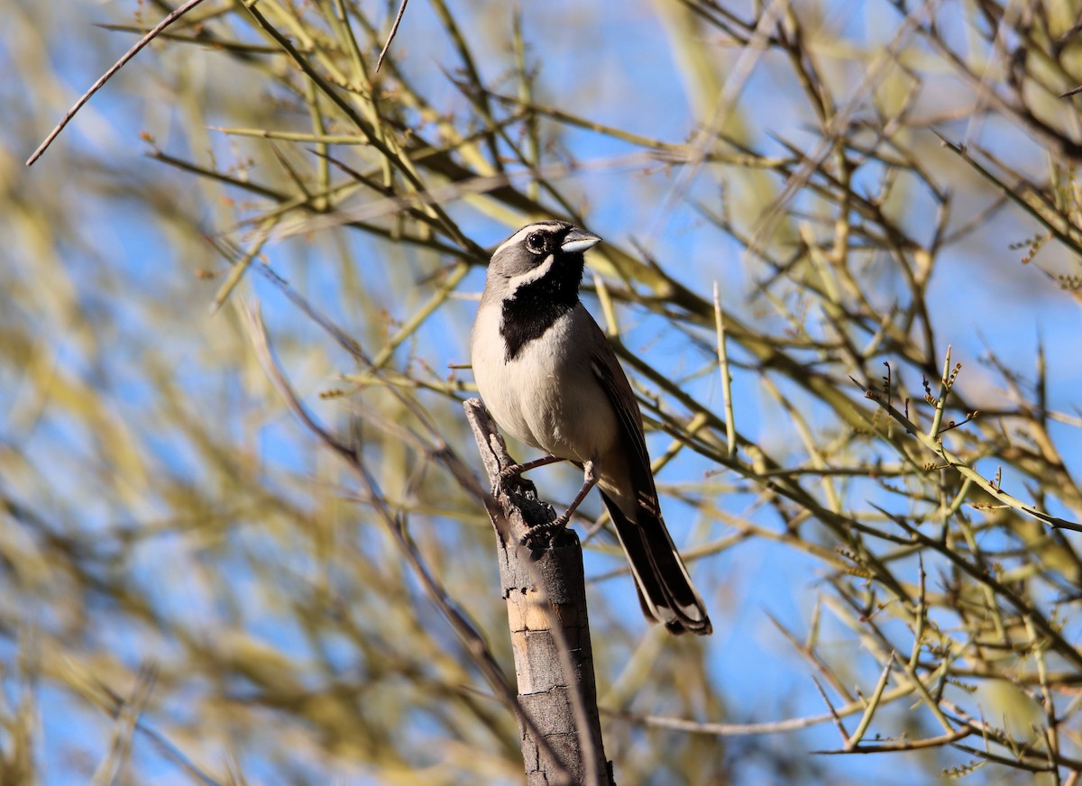 Black-throated Sparrow - ML213481931