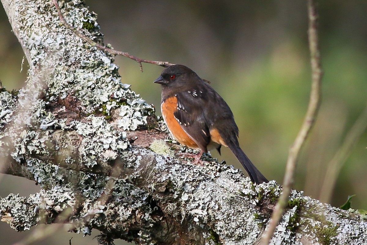 Spotted Towhee - ML21348231
