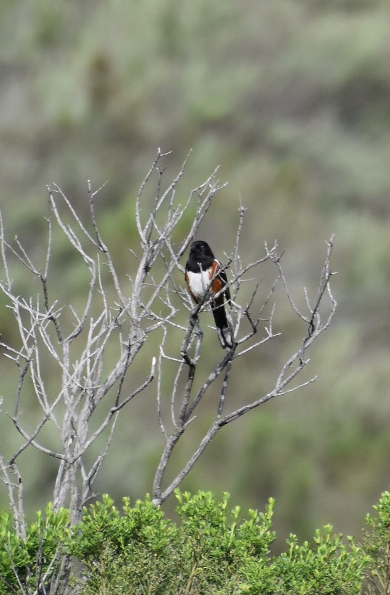 Spotted Towhee - ML213483841