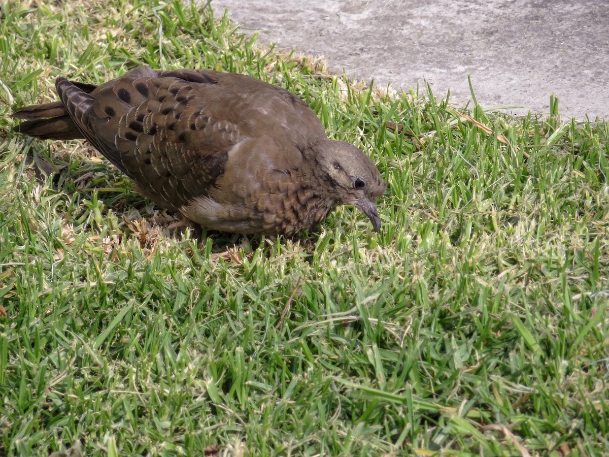 Plain-breasted Ground Dove - Carlos E. Delgado (JUMABITA)
