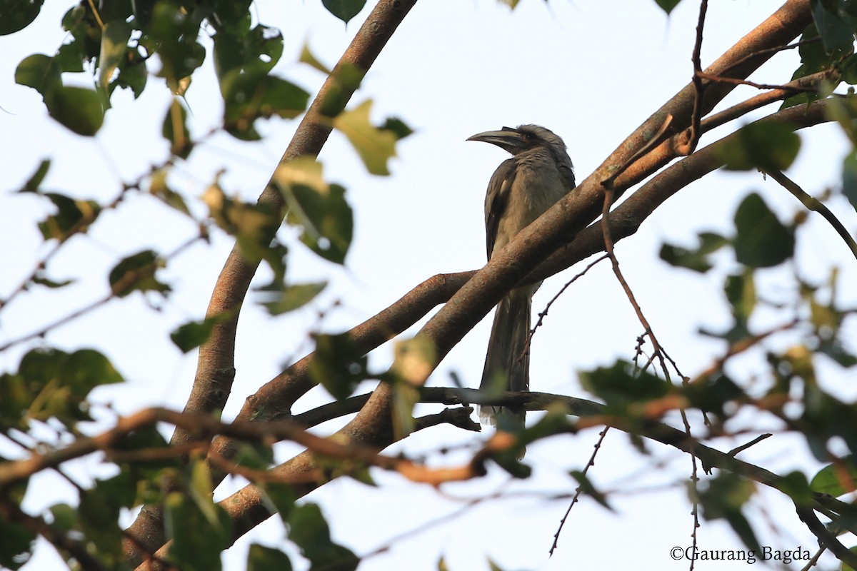 Indian Gray Hornbill - Gaurang Bagda