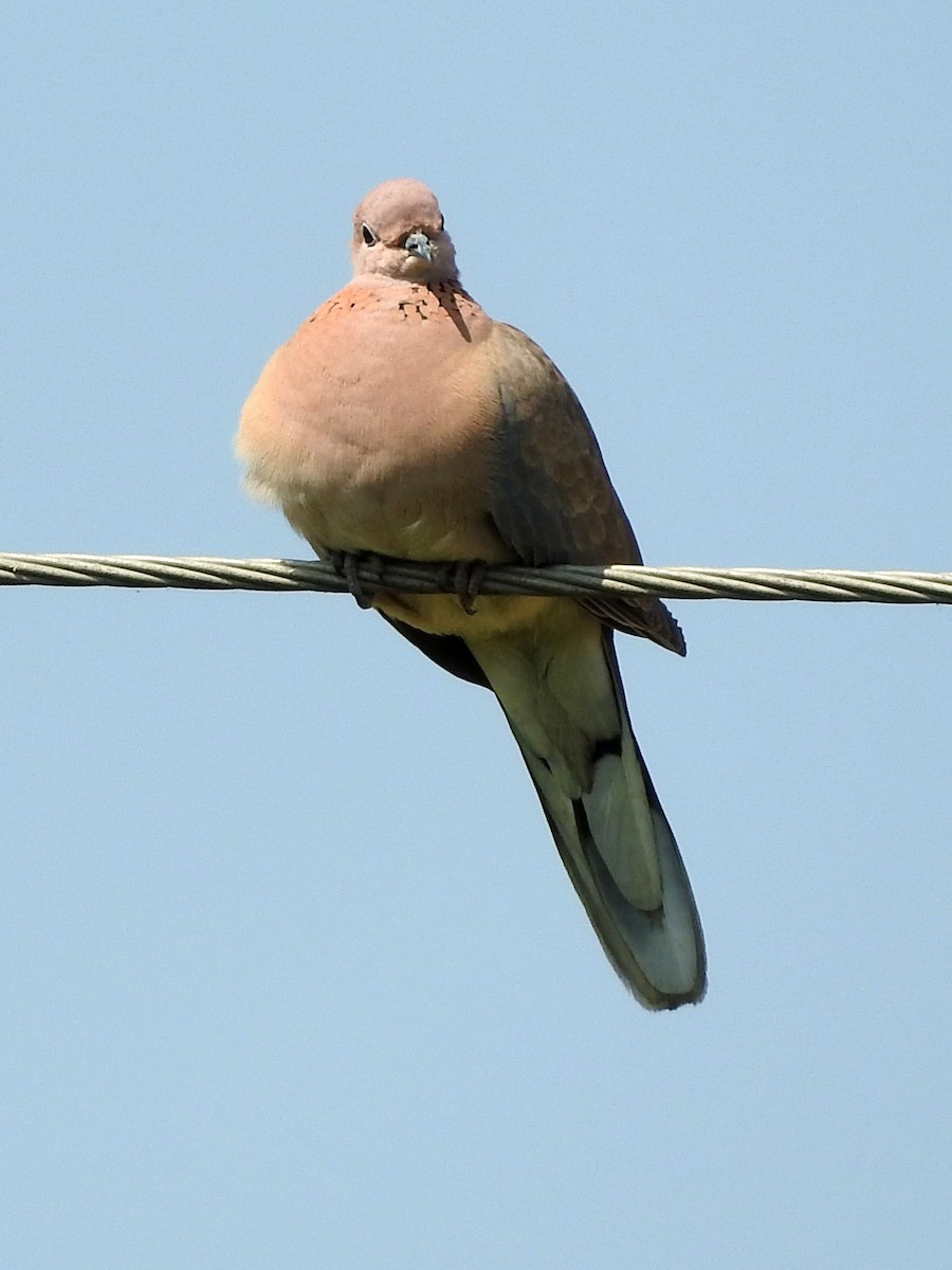 Laughing Dove - ML213487971