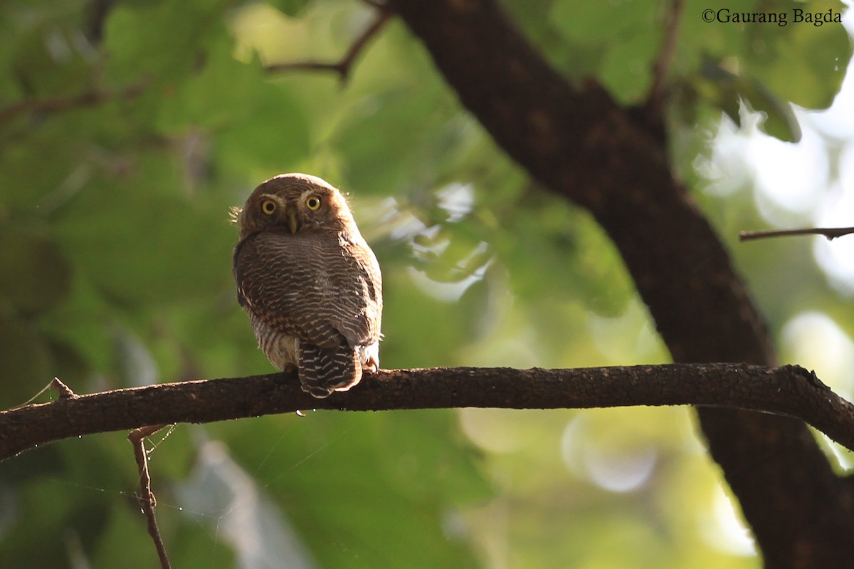 Jungle Owlet - Gaurang Bagda