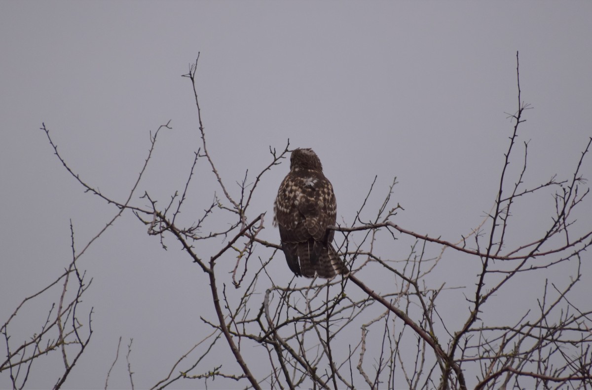 Red-tailed Hawk - ML213493081