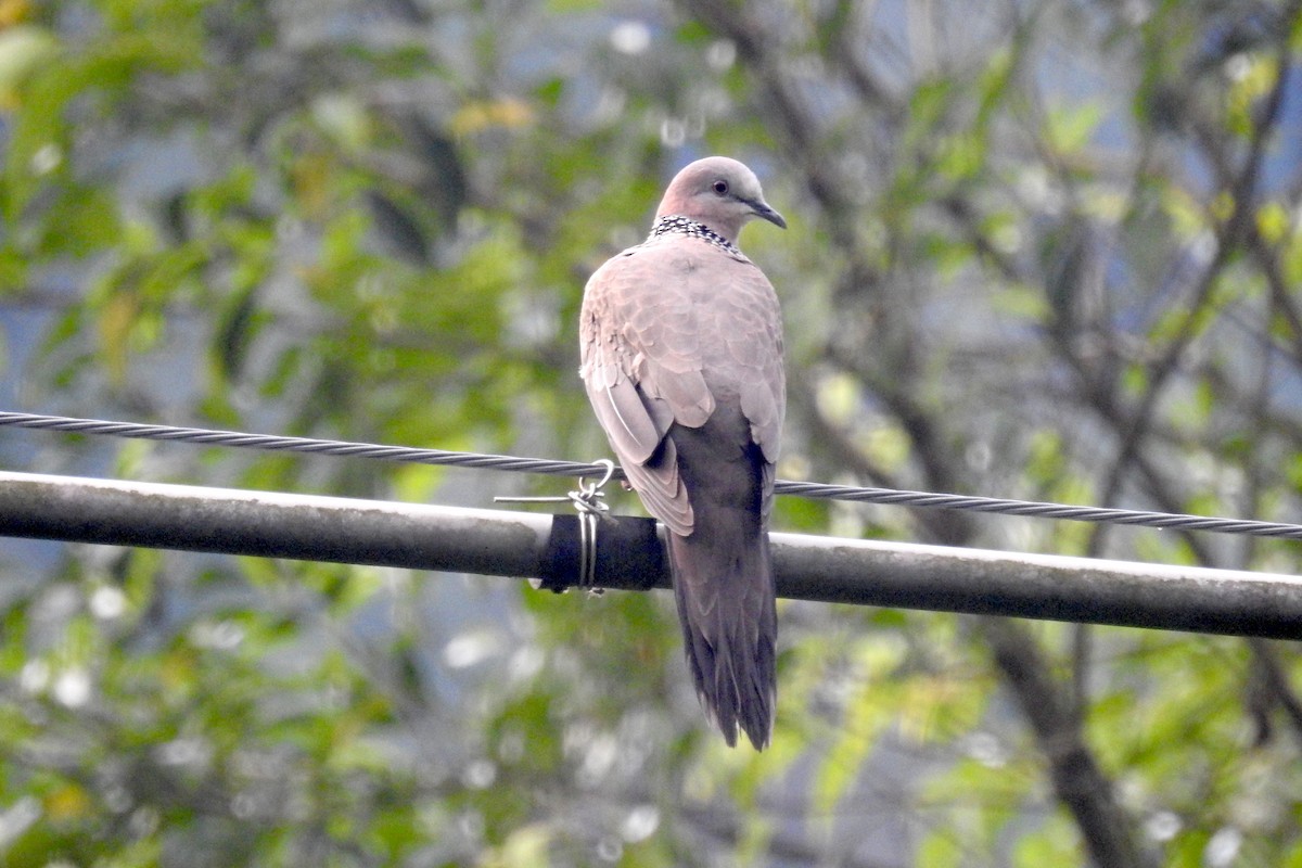 Spotted Dove (Eastern) - ML213494881