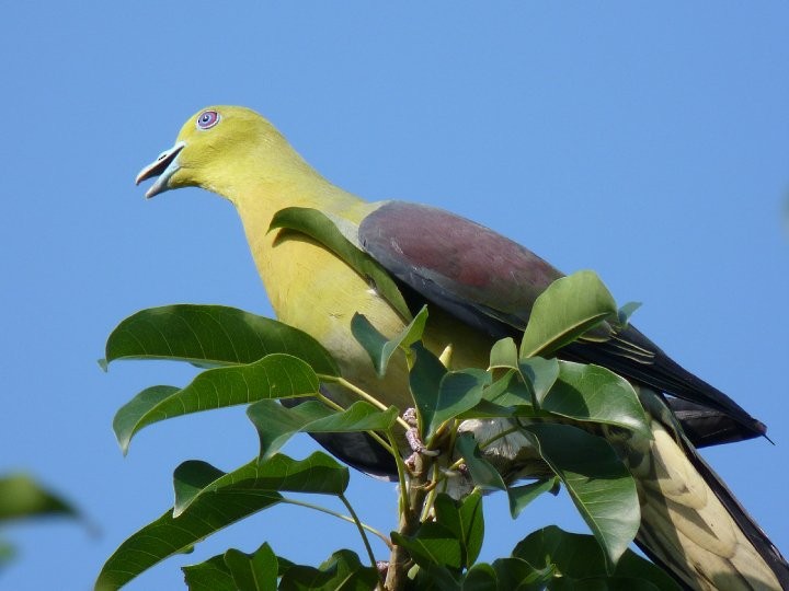 White-bellied Green-Pigeon - ML21349501