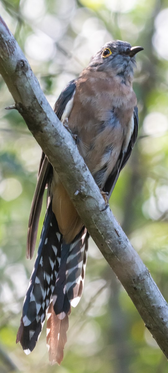 Fan-tailed Cuckoo - ML213495971