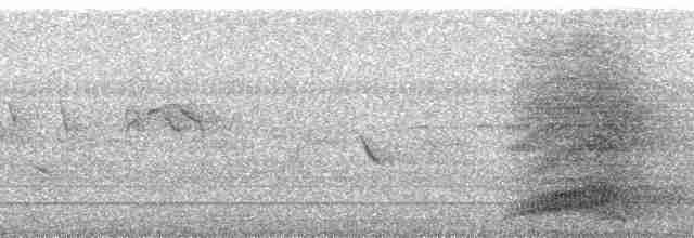 Cuervo Hawaiano - ML213497