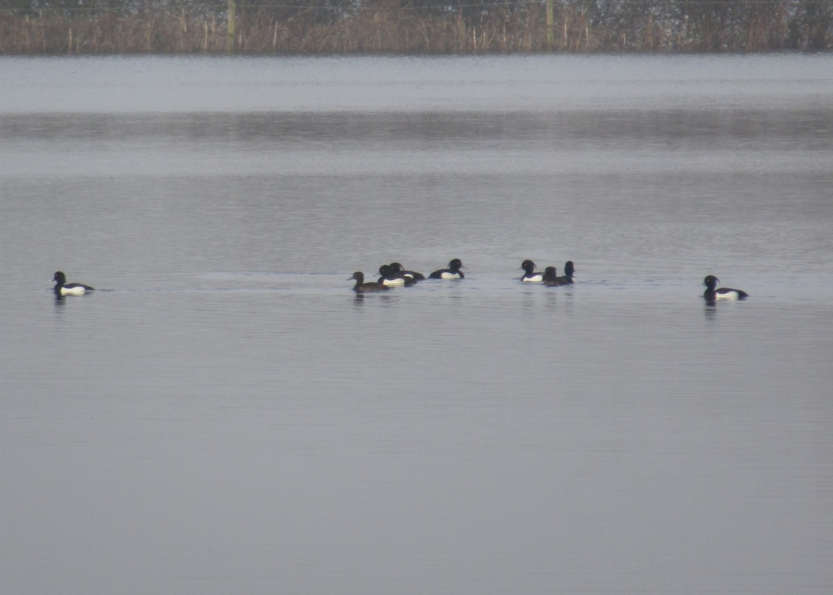Tufted Duck - ML213498401