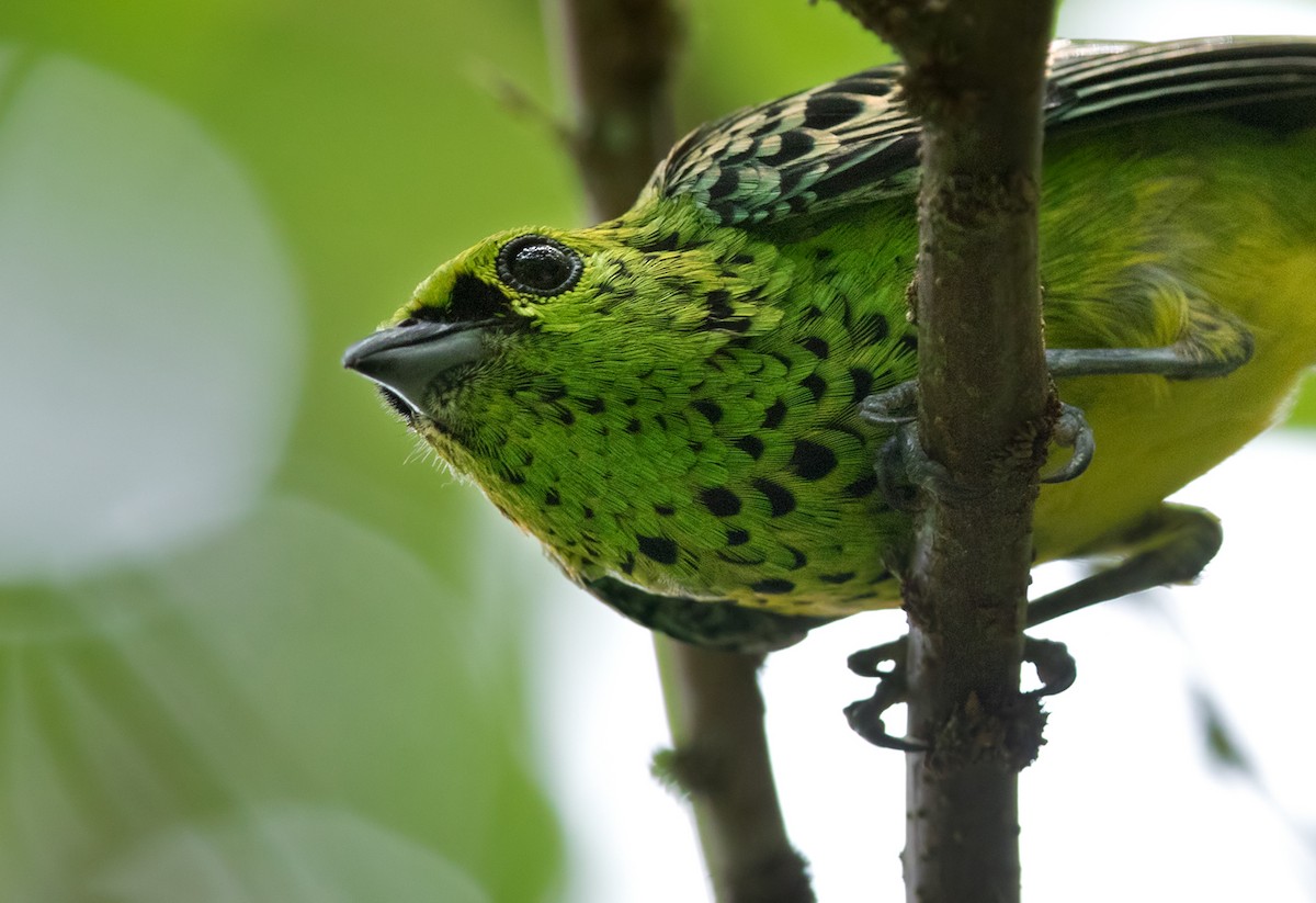 Yellow-bellied Tanager - ML213499111