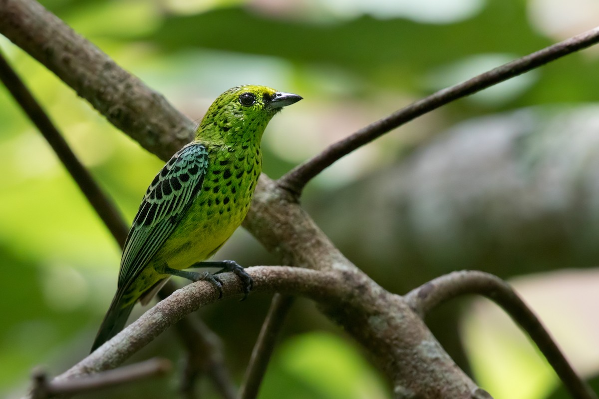 Yellow-bellied Tanager - ML213499121