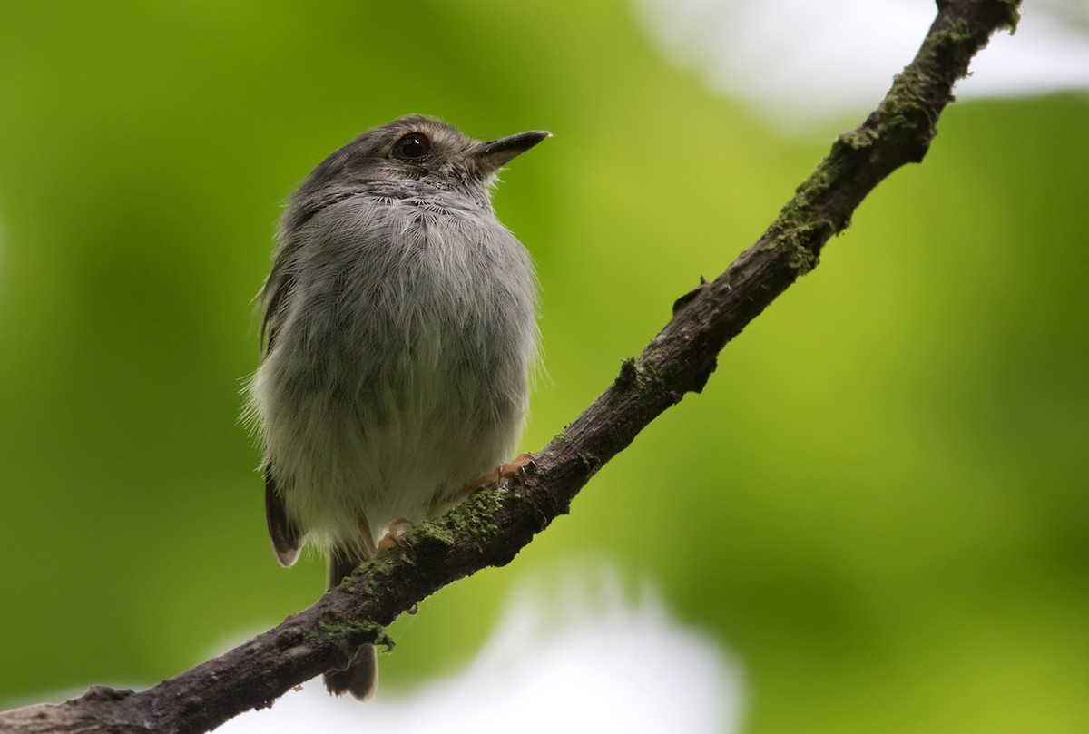White-bellied Pygmy-Tyrant - Lars Petersson | My World of Bird Photography