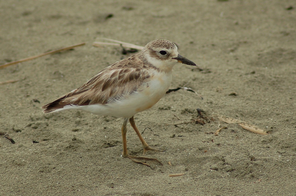 Red-breasted Dotterel - ML213500331