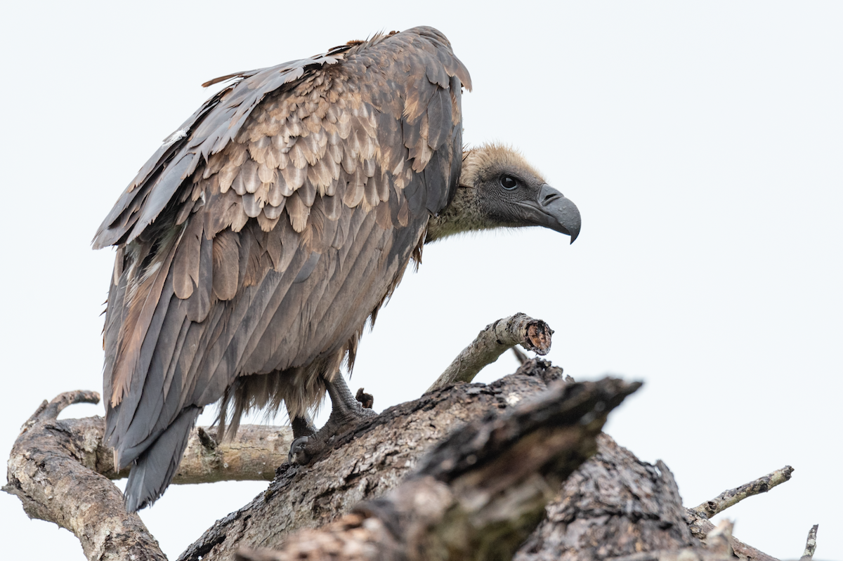 White-backed Vulture - Alistair Routledge