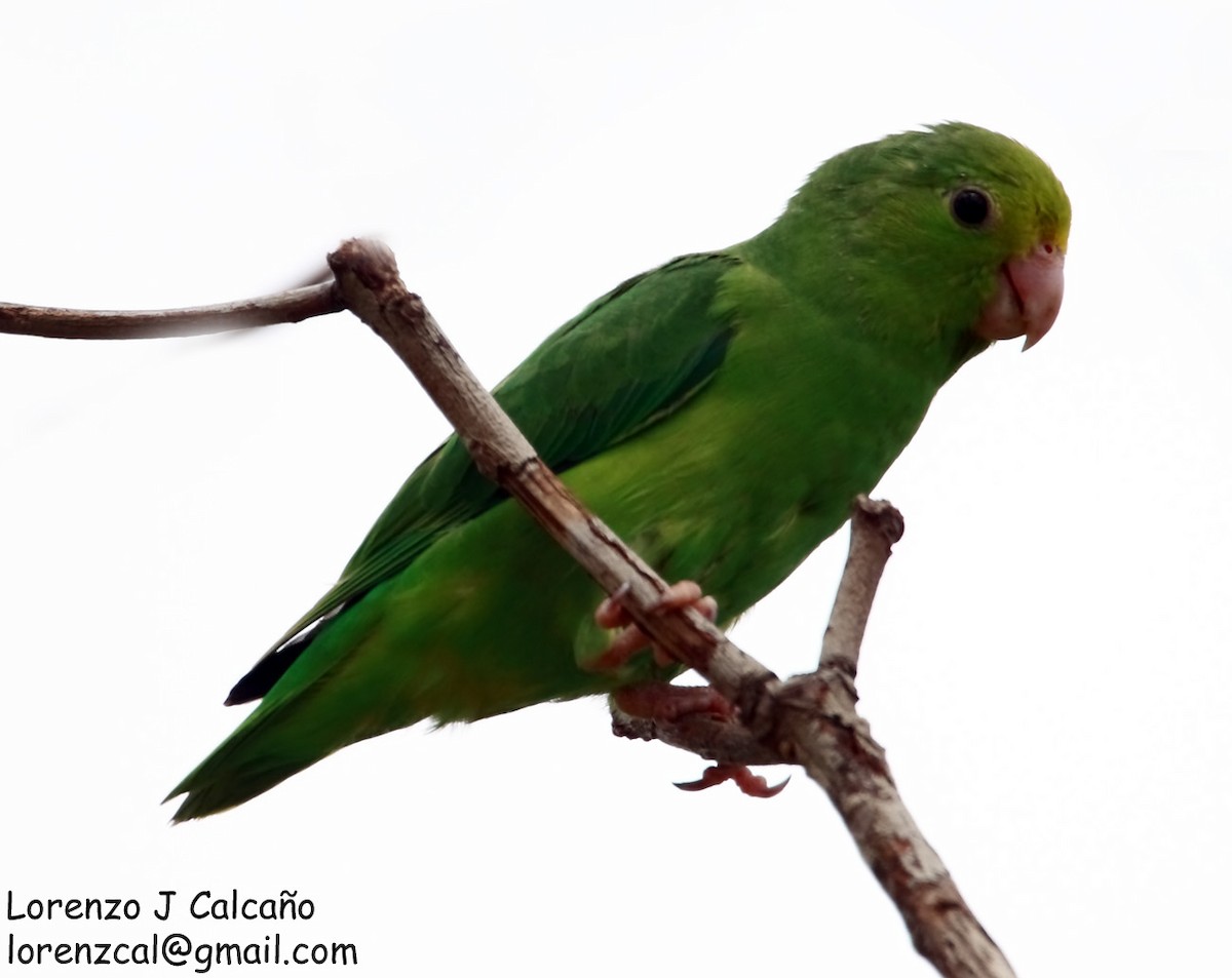 Green-rumped Parrotlet - Lorenzo Calcaño