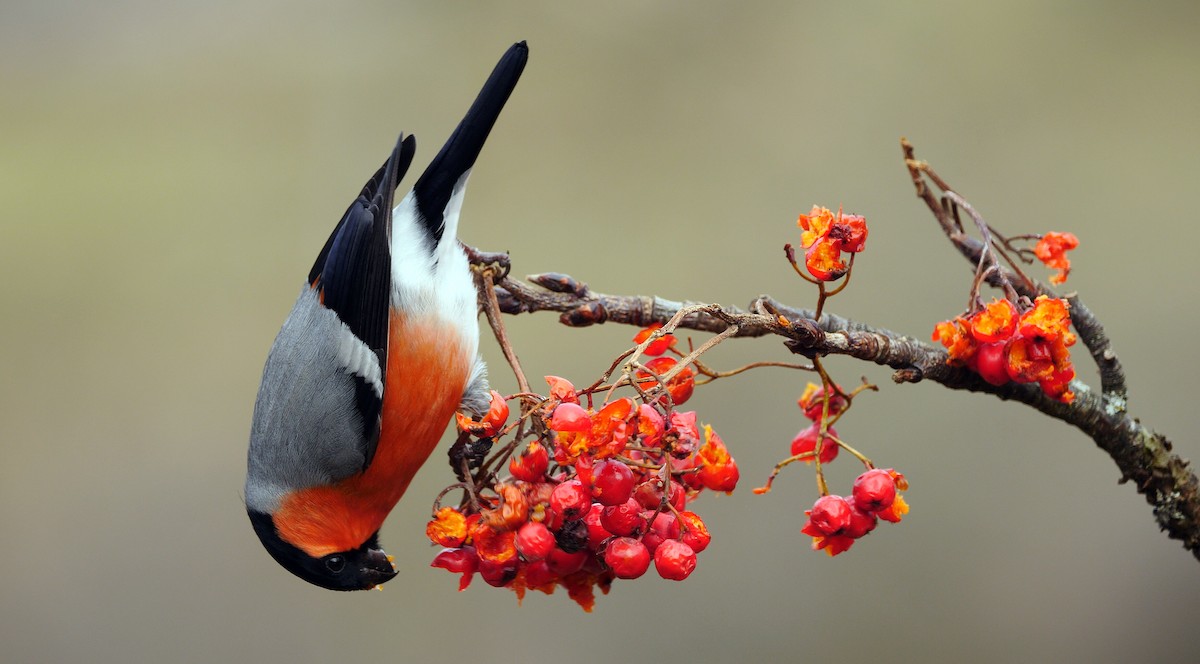 Eurasian Bullfinch (Eurasian) - ML213503261