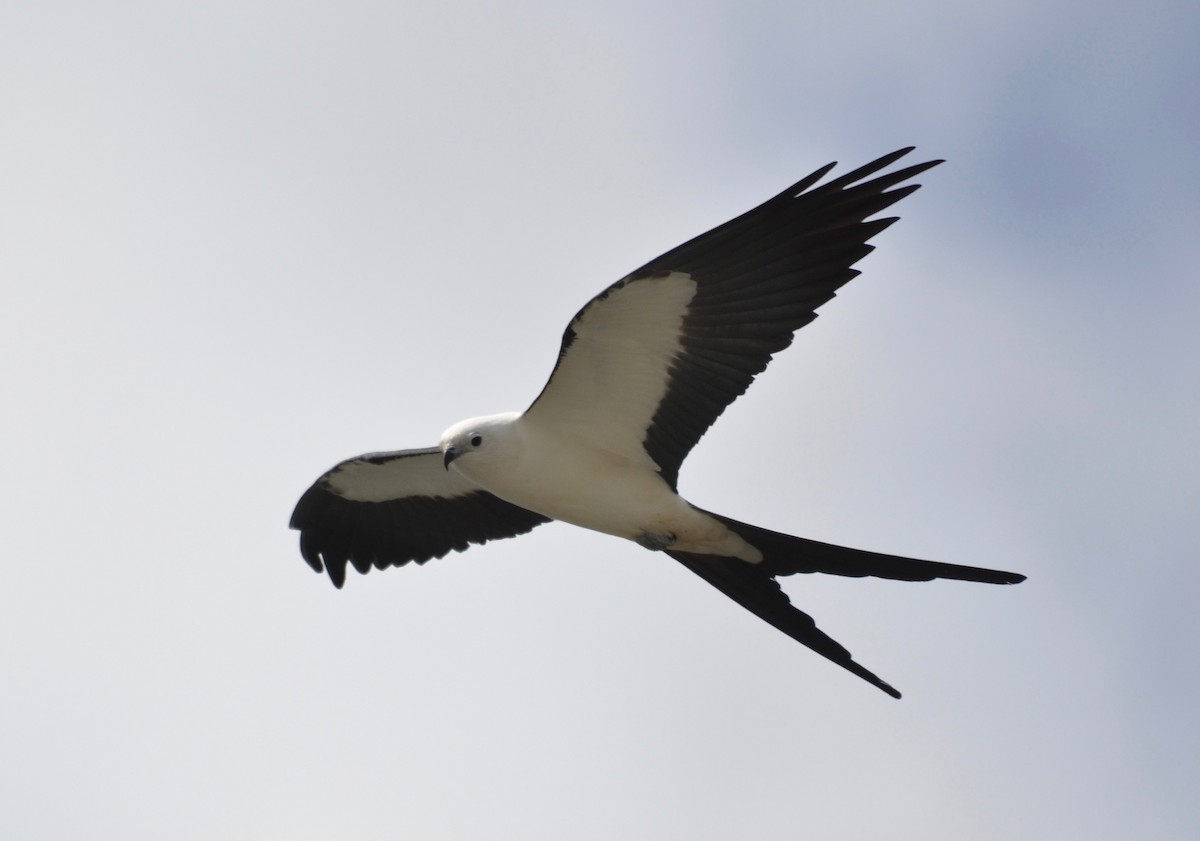 Swallow-tailed Kite - ML213505091