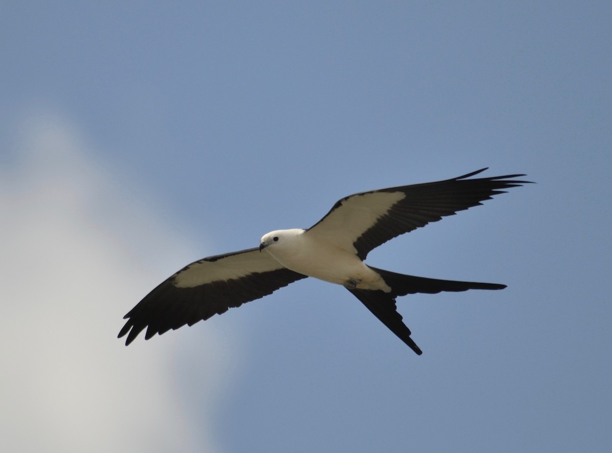 Swallow-tailed Kite - ML213505101