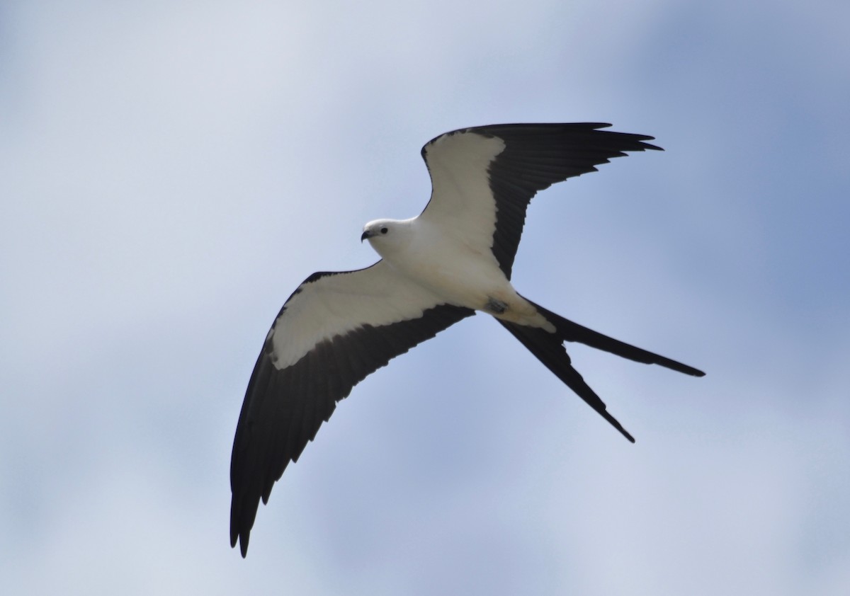 Swallow-tailed Kite - ML213505111